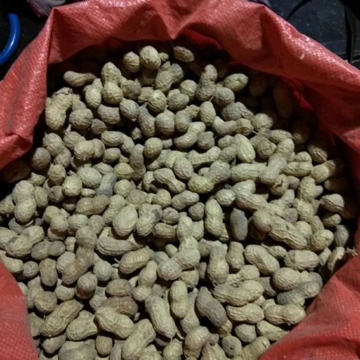 亳州有机富硒花生 3-6个月 散装 