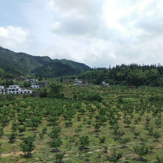 桂东县桂东高山黄桃 70mm以上 3 - 4两 