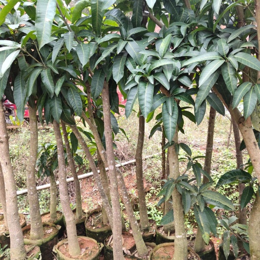 灵山县贵妃芒果苗 