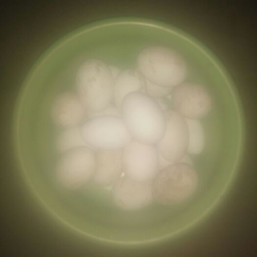 临沂鲜鹅蛋 食用 散装 
