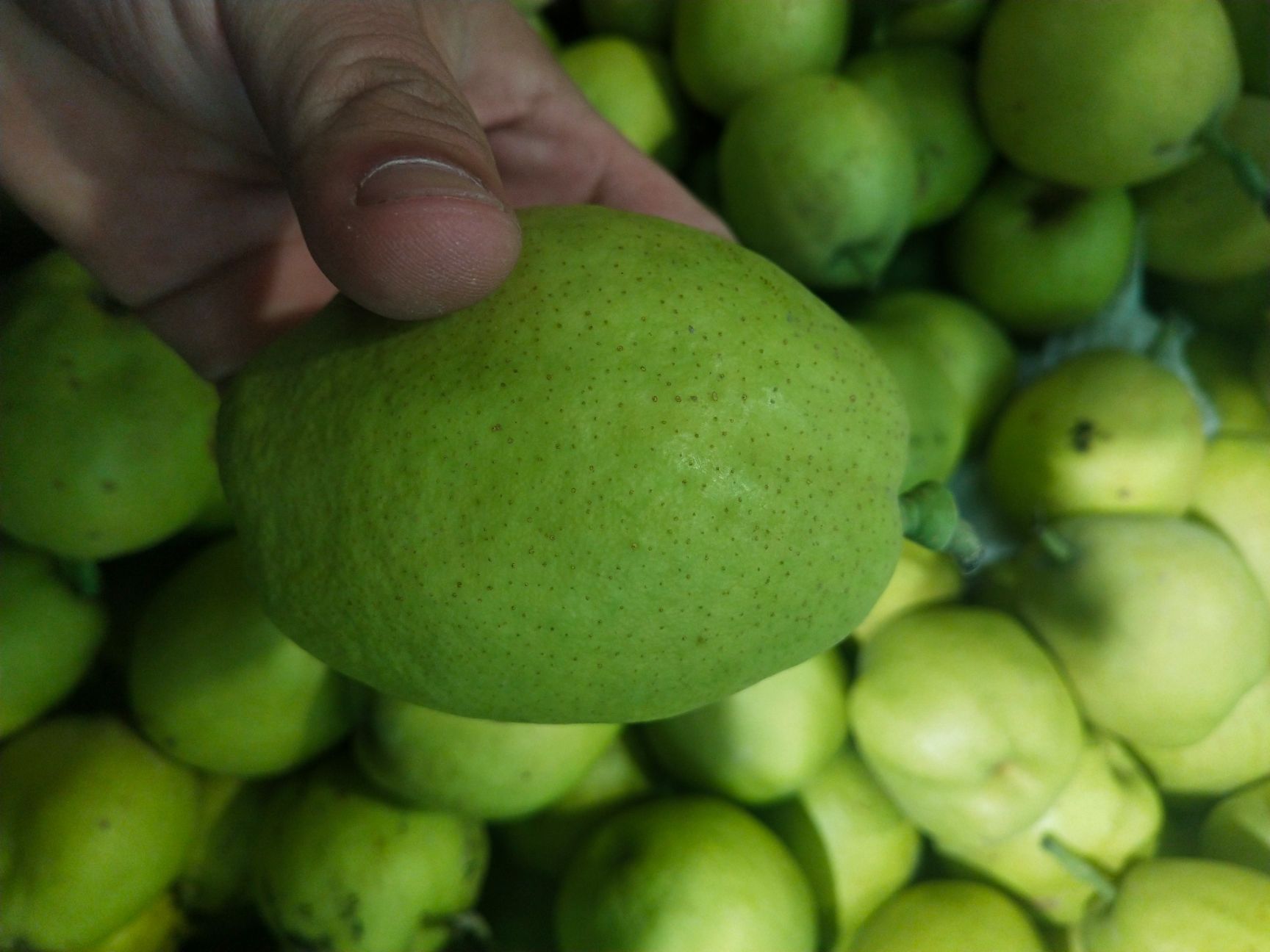 库尔勒香梨苗 1~1.5米 