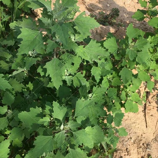 灰灰菜种子 野菜种籽 四季种植 易成活 高产基地专用