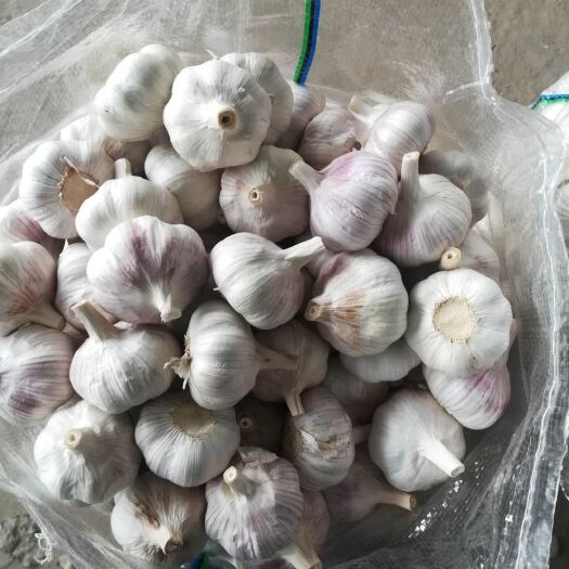 金乡县金乡大蒜 混级统货 多瓣蒜