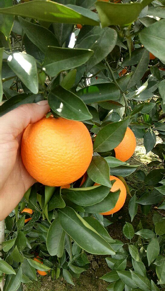 蜜香橙 75 - 80mm 4-8两 