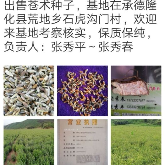 隆化县苍术种子