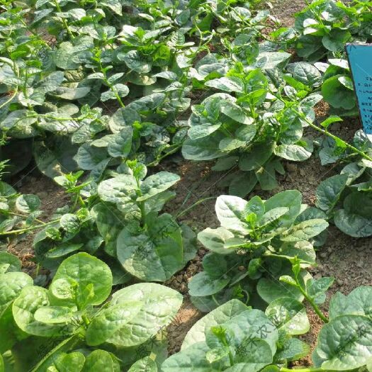 济南木耳菜种子  圆叶大叶豆腐菜落葵紫大田播爬藤基地品种