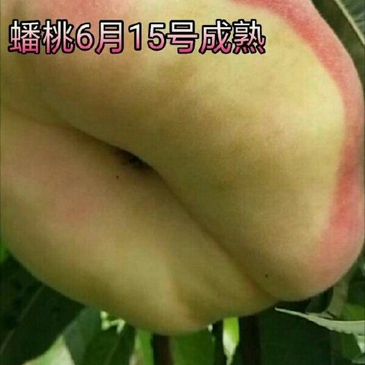 平邑县黄金蟠桃树苗 1~1.5米 