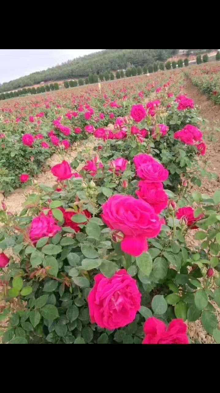 滇红玫瑰 自产自销,量大从优,品质保证,欢迎联系