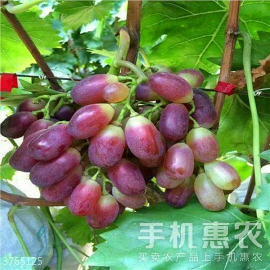 平邑县紫甜无核葡萄苗 