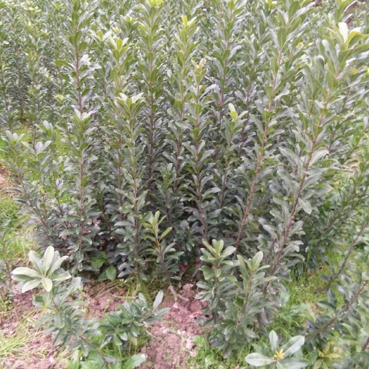 靖州县东魁杨梅树苗