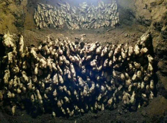 山东生姜产地一手货源充足 常年有货 品质保证 以手选货为主