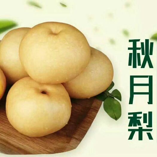 安平县秋月梨树苗 0.5~1米 