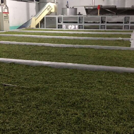 龙井茶  新茶第一批开始销售中110-680起