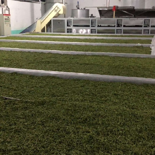 筠连县龙井茶  新茶第一批开始销售中110-680起