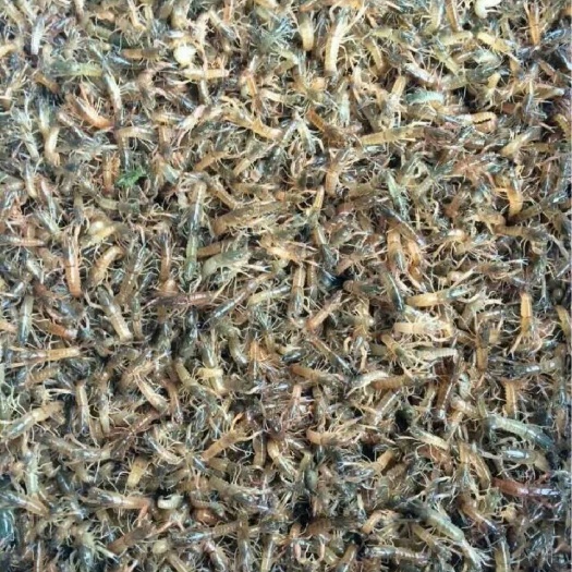 泗阳县龙虾苗  80-100尾 包邮