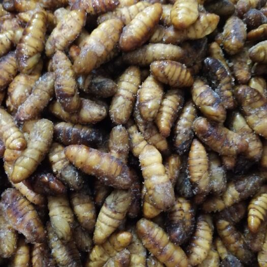 河池 蚕蛹～饲料，喂鸡.鱼.龟.猪.牛.蛋白质丰富