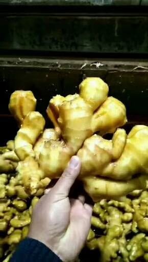 山东生姜产地一手货源充足 常年有货 品质保证 以手选货为主