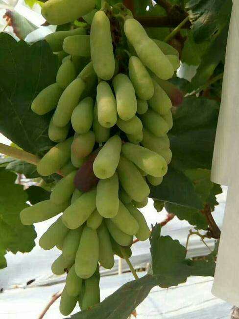 蓝宝石葡萄苗 