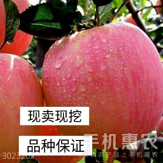平邑县红富士苹果苗 1~1.5米 