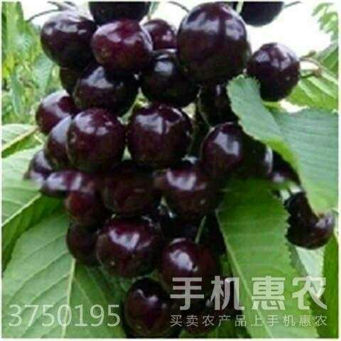 平邑县黑珍珠苗 