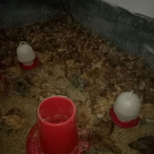 垫江土鸡 2斤以下 统货 