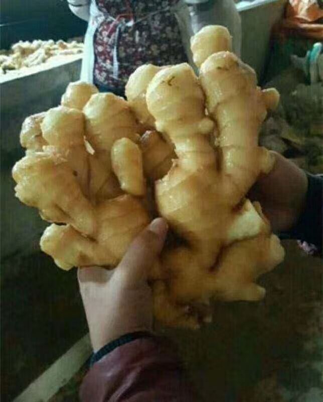 山东生姜产地一手货源充足 常年有货 品质保证 以手选货为主