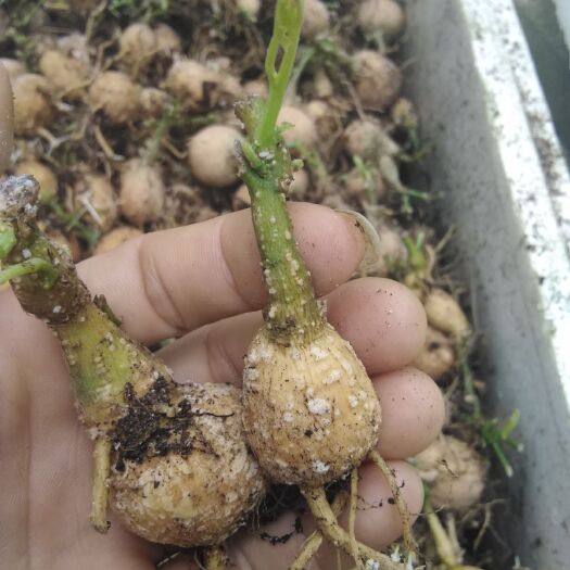 永福县罗汉果苗  罗汉果青皮果母薯苗花期早清明前后发货