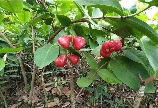 灵山县大叶红莲雾苗