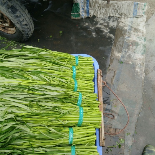 广州空心菜  青梗子蕹菜 35 ~ 40cm