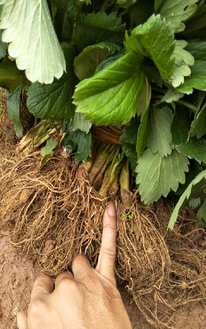  白雪公主草莓苗