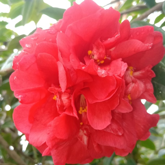 浦城县茶花树 50~80cm 