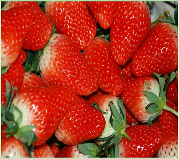 脱毒四季草莓苗牛奶油草莓苗种子结果树带土带果带花大棚栽食用