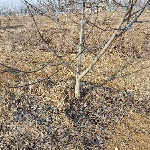 新泰市香玲核桃苗 