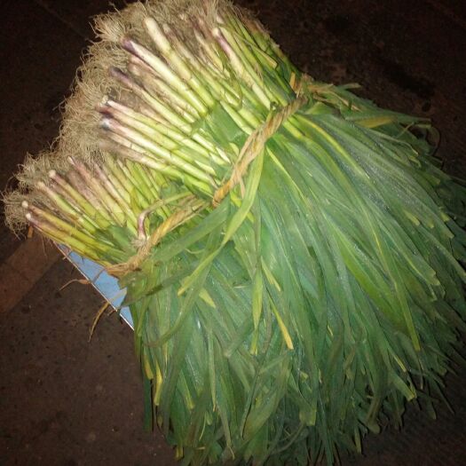 中江县红根蒜苗 50 - 60cm 