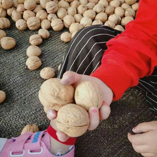 阿克苏市薄皮核桃 