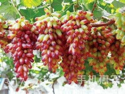 平邑县金手指葡萄苗 