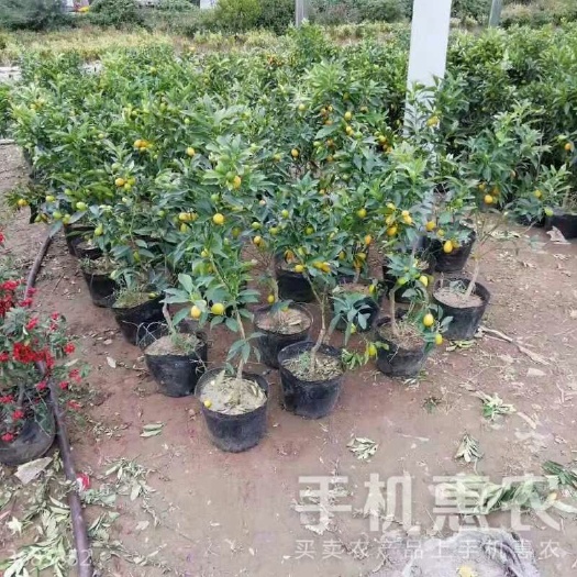 平邑县滑皮金桔苗 