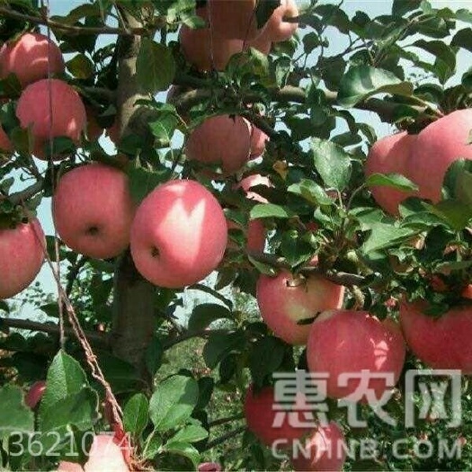 平邑县矮化红富士苹果苗 0.5~1米 