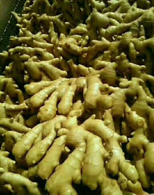 山东生姜产地一手货源充足 常年有货 品质保证 以手选货为主