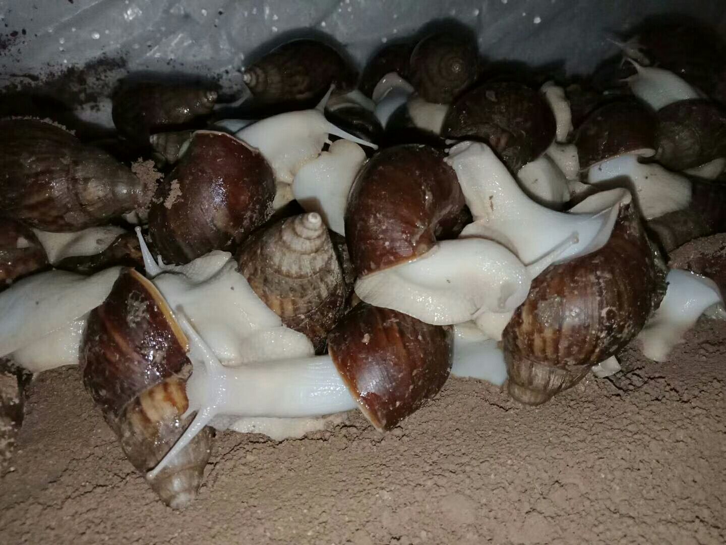  白玉蜗牛
