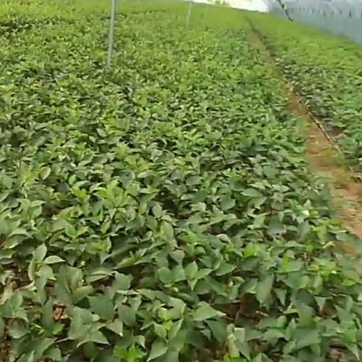 泰安甜宝草莓苗  地栽苗 10~20公分 保品种签合同死苗可补发