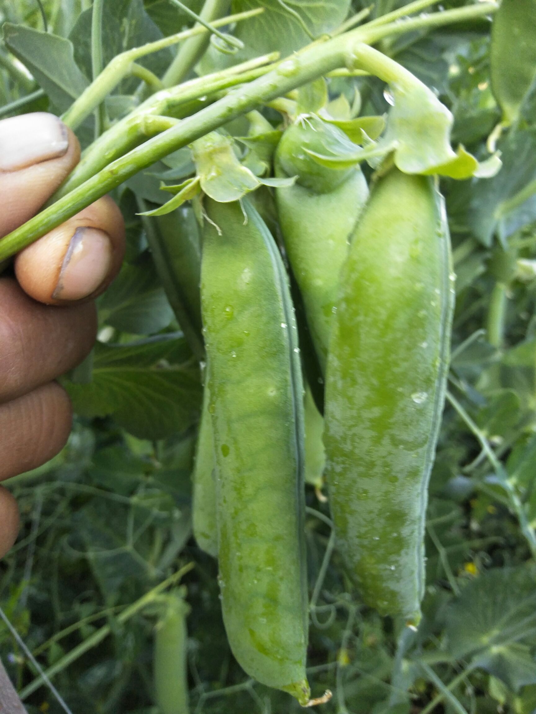 甜脆豌豆 12-14cm