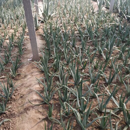 大名县库拉索芦荟 20cm以上