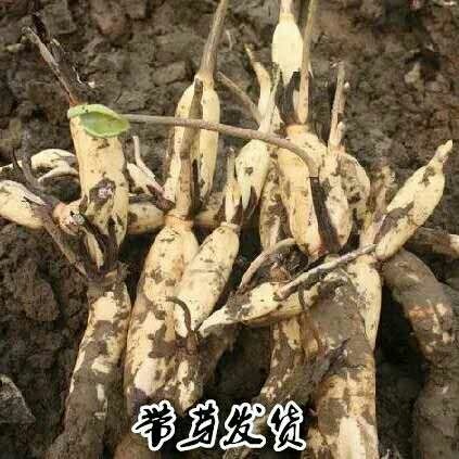 新沂市 高产食用莲藕种苗 南斯拉夫雪莲藕种苗 荷花苗藕种藕苗浅水藕种
