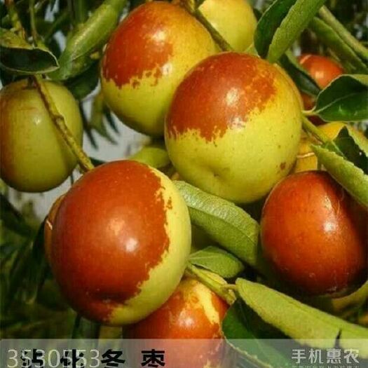 平邑县沾化冬枣苗 