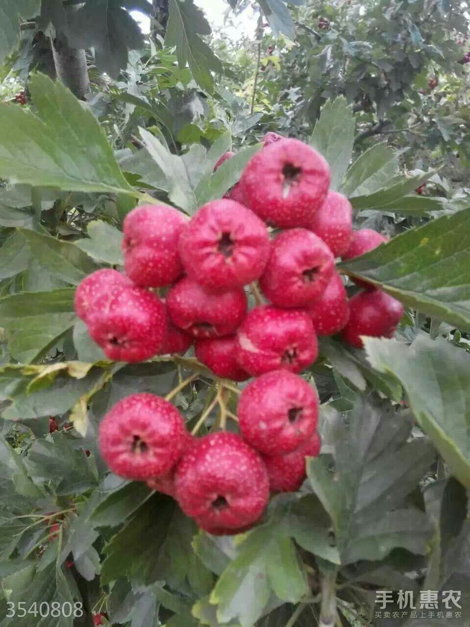 大绵球山楂树苗 