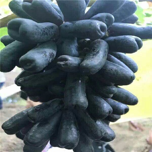 平邑县蓝宝石葡萄苗 