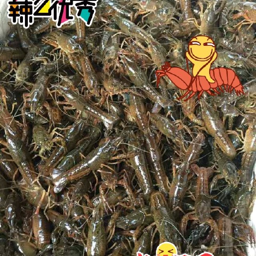 洪湖市 小龙虾虾苗