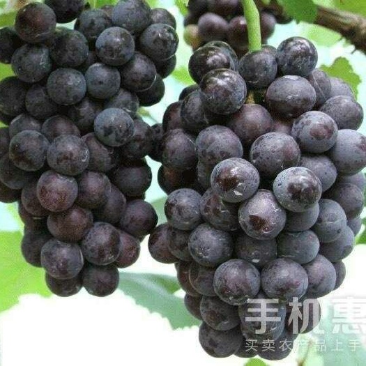 平邑县夏黑葡萄苗 
