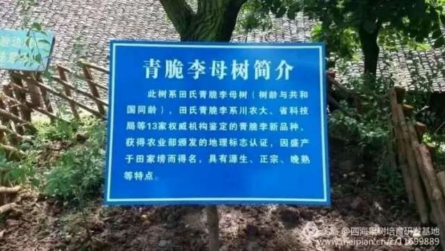 达州青李子苗
